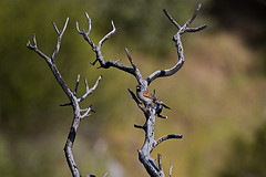 Spizella atrogularis