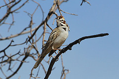 Chondestes grammacus