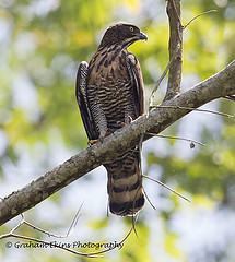 Nisaetus lanceolatus