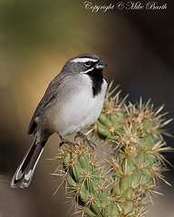 Amphispiza bilineata