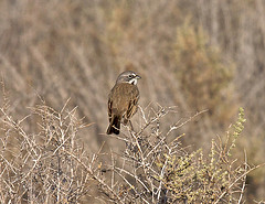 Artemisiospiza belli