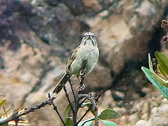 Rhynchospiza stolzmanni