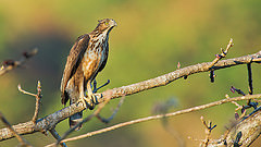 Nisaetus philippensis