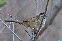Aimophila notosticta