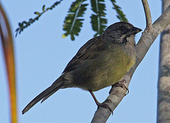 Torreornis inexpectata