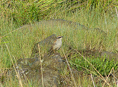 Oriturus superciliosus