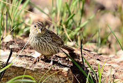 Porphyrospiza caerulescens