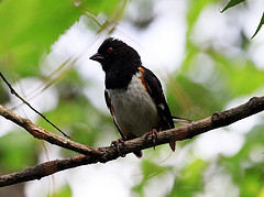 Pipilo erythrophthalmus