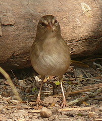 Arremonops rufivirgatus