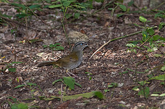 Arremonops chloronotus