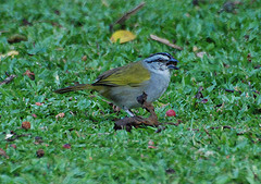 Arremonops conirostris