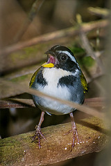 Arremon semitorquatus