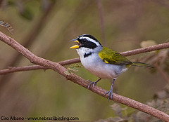 Arremon franciscanus