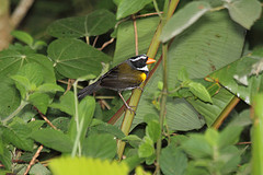 Arremon aurantiirostris