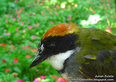 Arremon brunneinucha