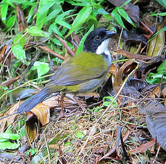 Arremon atricapillus