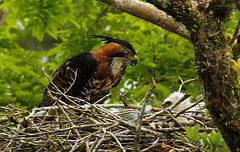 Spizaetus ornatus