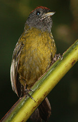 Arremon castaneiceps