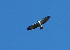 Spizaetus melanoleucus