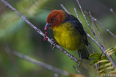 Atlapetes personatus