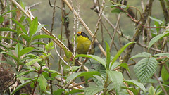 Atlapetes pallidinucha