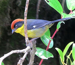 Atlapetes latinuchus