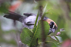 Atlapetes melanopsis