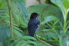 Atlapetes schistaceus