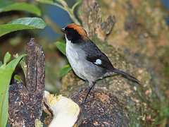 Atlapetes leucopterus