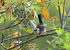 Atlapetes pallidiceps