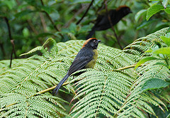 Atlapetes melanolaemus