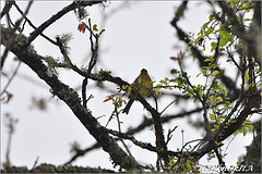 Atlapetes citrinellus