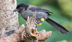 Pselliophorus tibialis