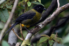 Pselliophorus luteoviridis