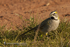 Gubernatrix cristata