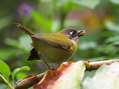 Chlorospingus flavopectus