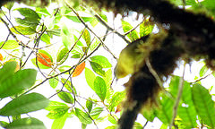 Chlorospingus inornatus