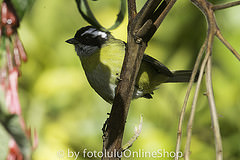 Chlorospingus pileatus