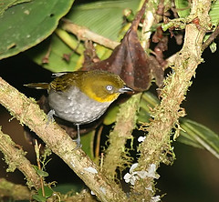 Chlorospingus parvirostris