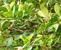 Chlorospingus flavigularis