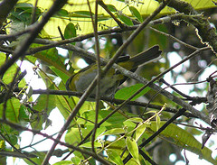 Chlorospingus canigularis