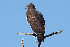 Polemaetus bellicosus