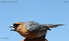 Schistochlamys ruficapillus