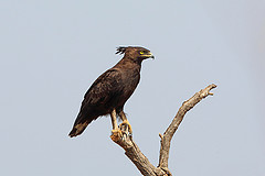 Lophaetus occipitalis