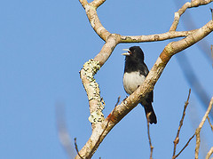 Conothraupis mesoleuca