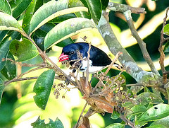 Lamprospiza melanoleuca