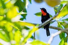 Compsothraupis loricata