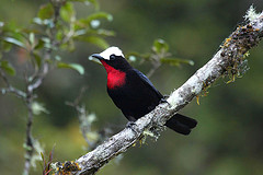 Sericossypha albocristata