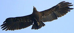 Ictinaetus malaiensis