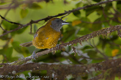 Mitrospingus oleagineus